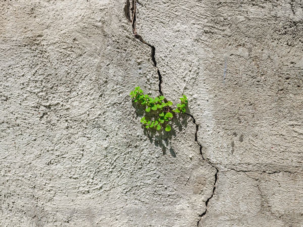 A cracked concrete foundation wall, the surface carbon fiber strapping reinforces