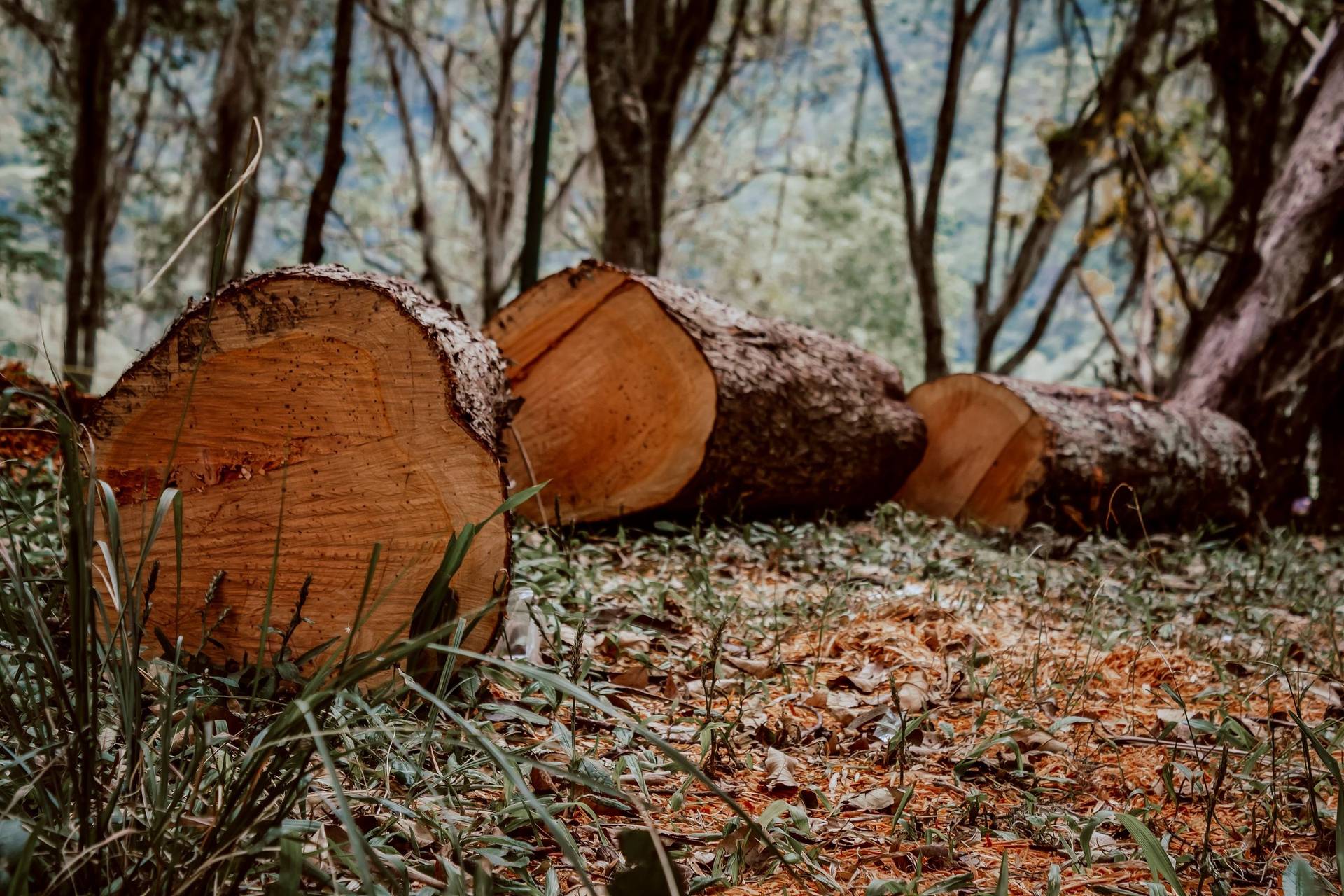 Felled logs lying on freshly cleared ground at a wood edge